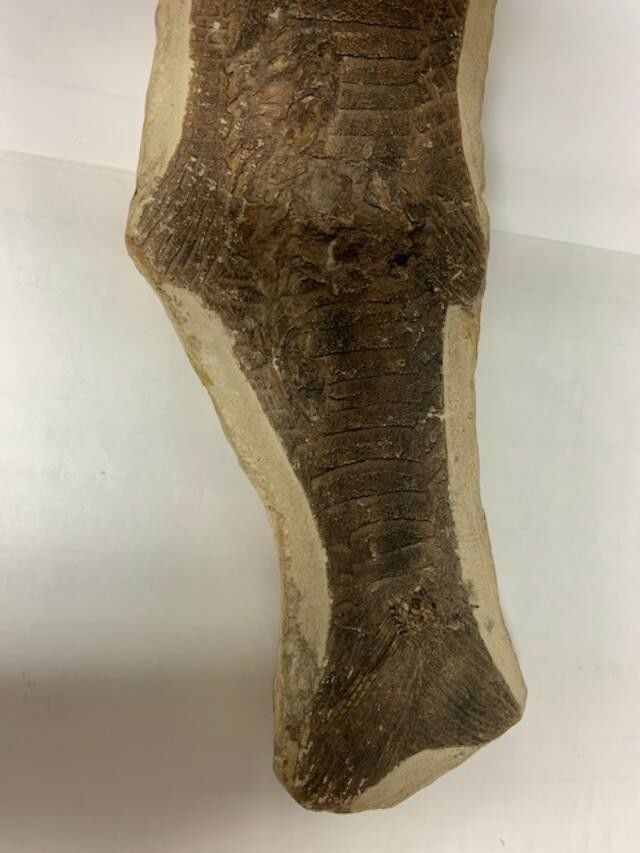 Vinctifer Comptoni Fossil Fish, Brazil.