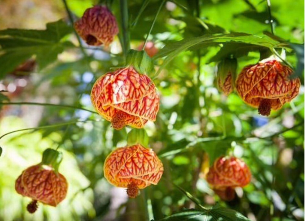 Tiger Eye Abutilon Flowering Maple SMALL ROOTED STARTER Plant