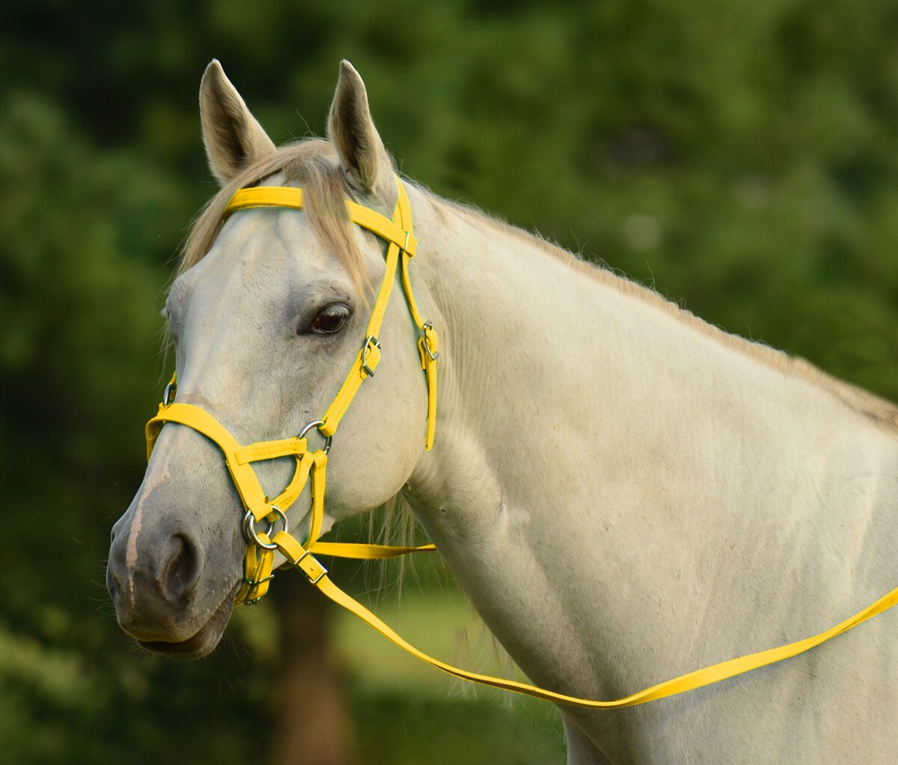 PONY SIZE Any Color SIDEPULL Bitless BRIDLE & REINS made w Beta Biothane
