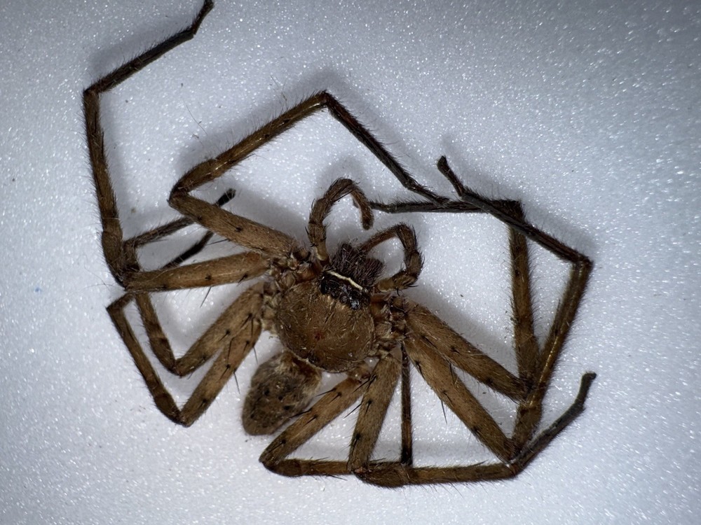 GIANT WOLF SPIDER - N FL 9/25 - 1