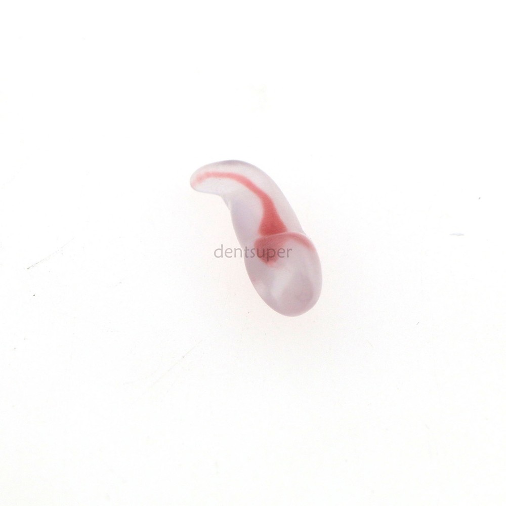 1:1 RCT Endo Training Dental 3D Teeth Model Curved Root Teeth Model 12 Size