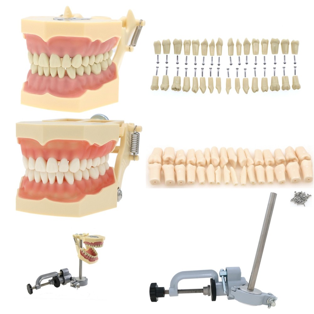 Frasaco AG3 Typodont Model Dental 32PCS Teeth Replacement Restorative Training