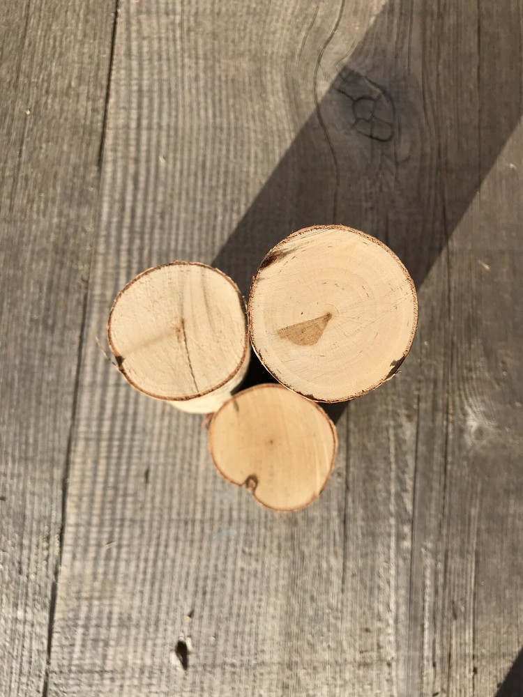 Birch Log Triptych, White Birch Logs, 3-7 Inches Long