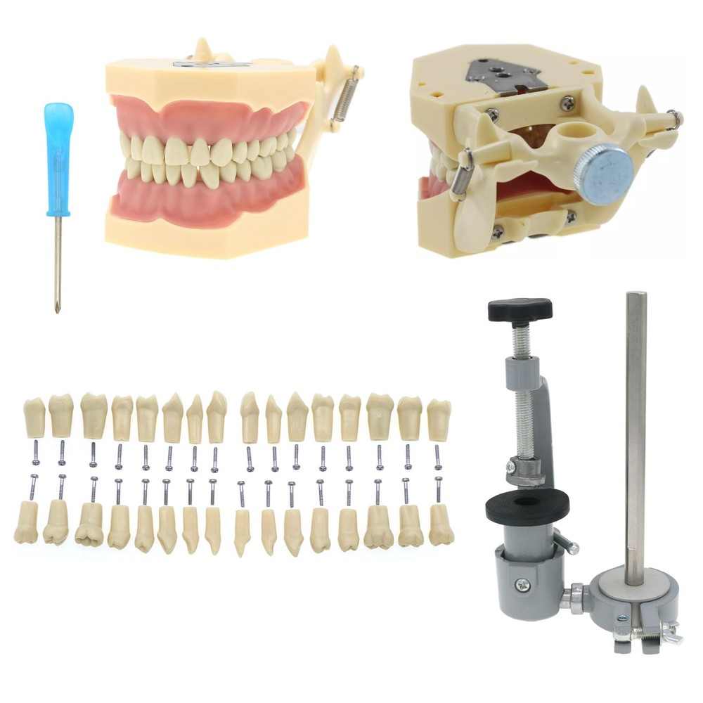 Frasaco AG3 Dental 32PCS Typodont Model Mounting Pole Teeth Replacement Screw-in