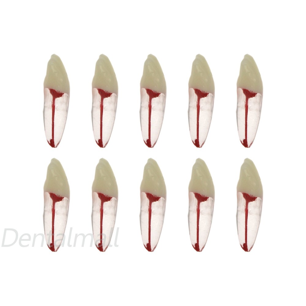 10 Size Dental Root Canal Practice Model Teeth for Pulp Study RCT Endo File