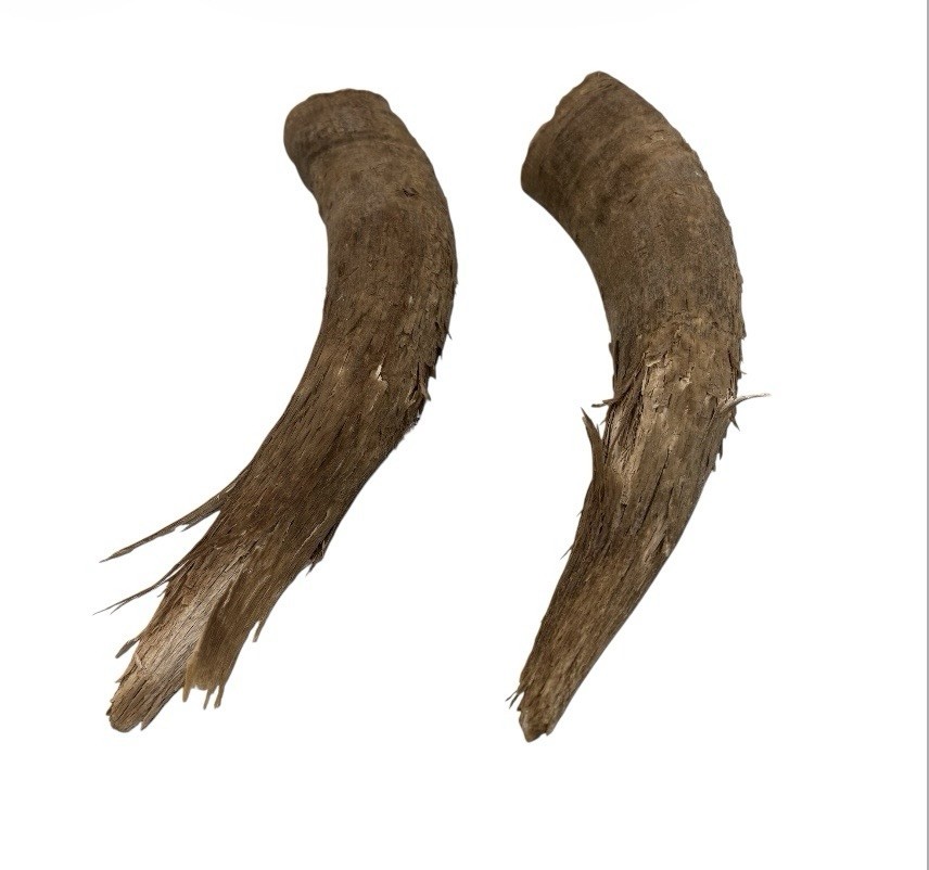 2 Bull Horns