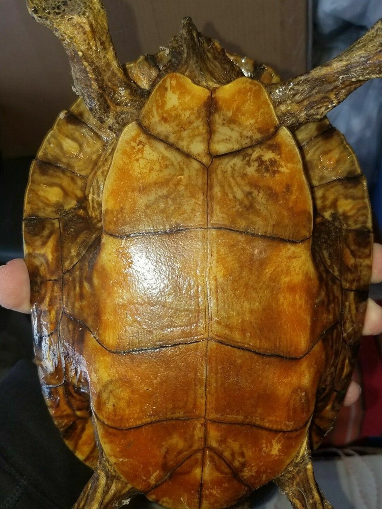 Awesome real turtle taxidermy.