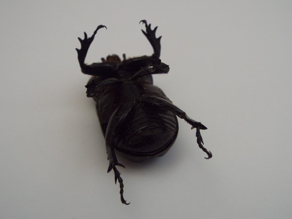 Triceratops Beetle Dried Insect (H5)