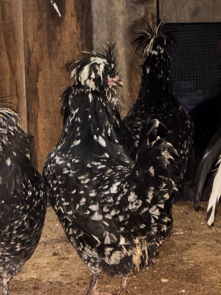 🥚 12+Extremely Rare pure bred Mottled Houdan Hatching Eggs