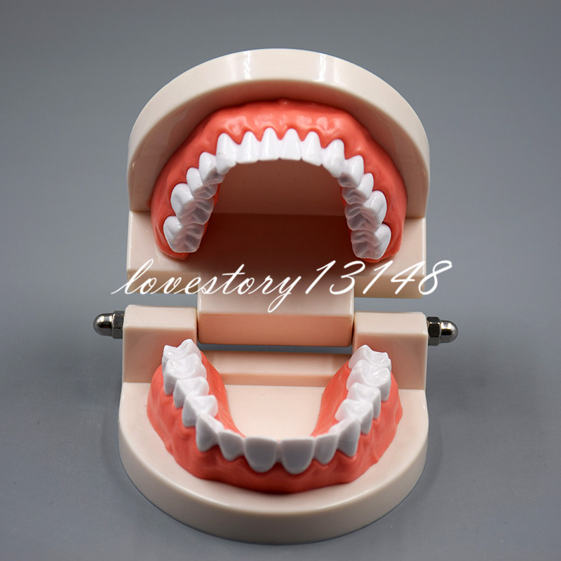 Dental Teaching Study Adult Standard Typodont Demonstration Teeth Model Nice