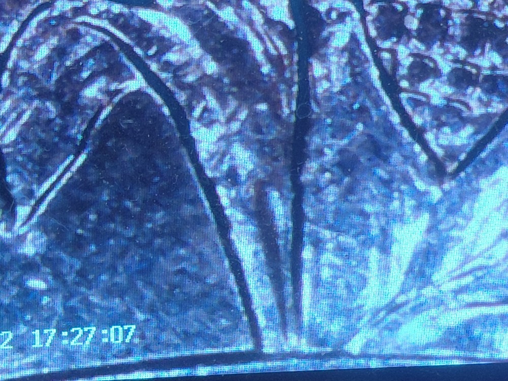 wisconsin quarter extra leaf low And High Small