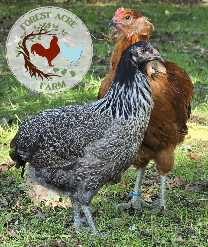 ARAUCANA HATCHING EGGS - 10+ Standard size - Multi Colors