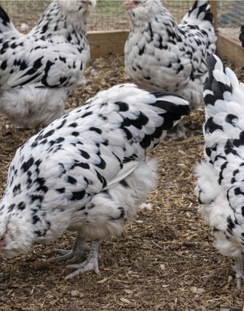 6+ Ermine Americauna Chicken Fertilized Eggs-1st Generation