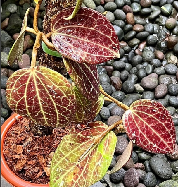 Hoya Macrophylla Red free Phytosanitary Ship DHL Express
