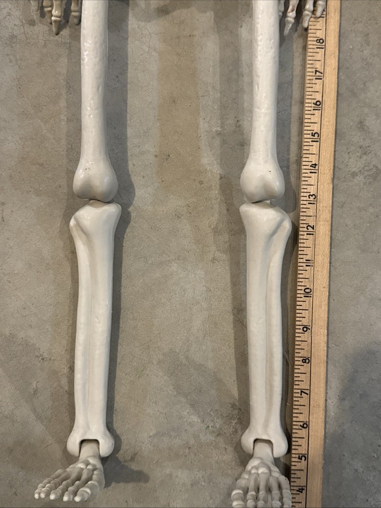 36" Poseable Bone Skeleton Halloween Decorative Prop Off-White -