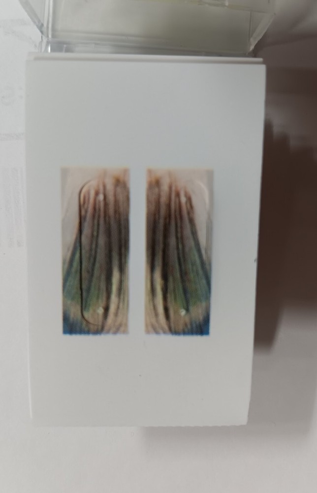 Bobby Garland Dock Shoot'R Pull Tabs(48 Tabs Total!) Natural Fin