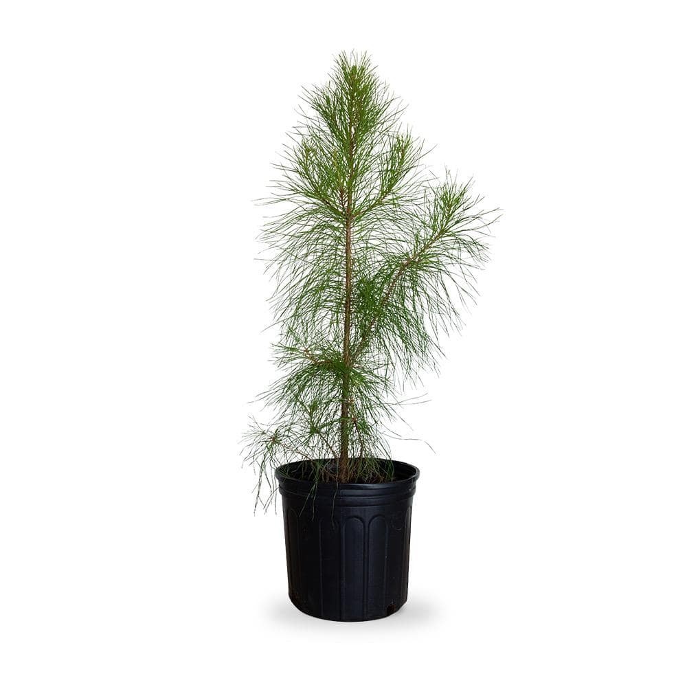 Loblolly Pine Trees ( 4 )3ft Tall Live Rooted Trees Per Order