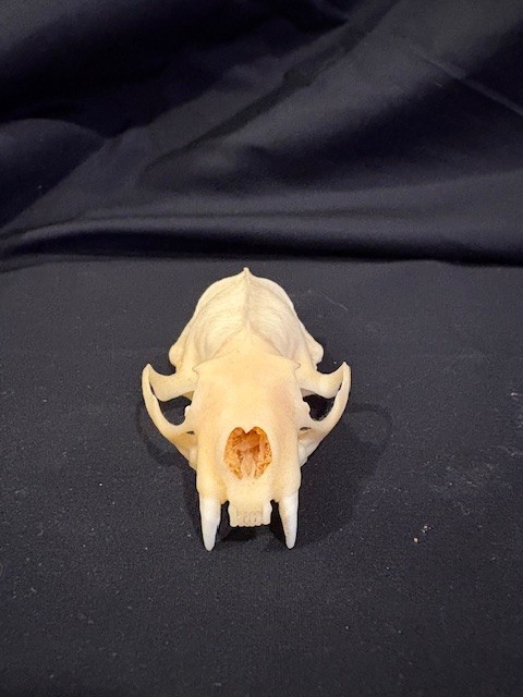 Real Weasel Skull, no lower jaw