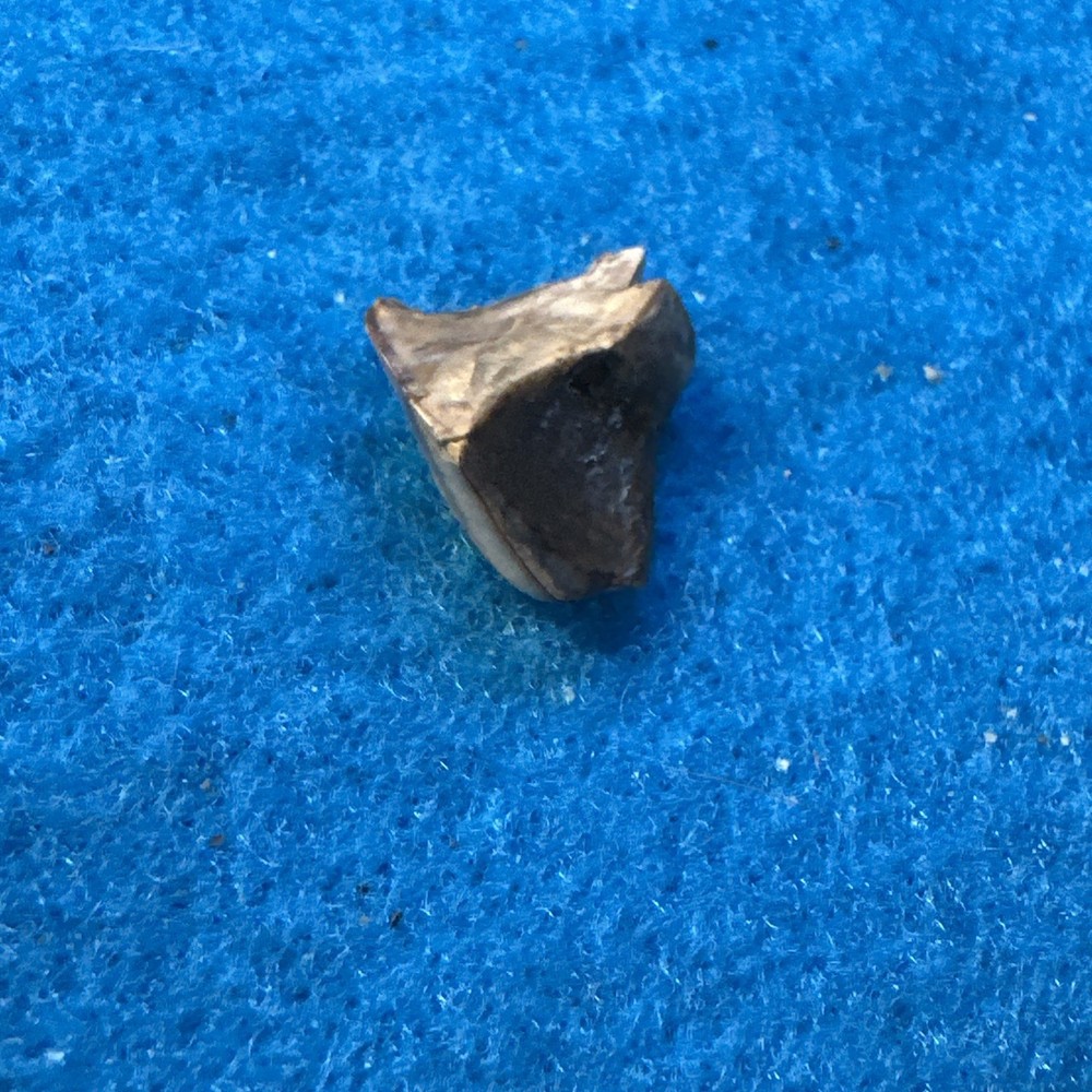 Triceratops Extinct Dinosaur Partial Tooth Fossil in Display Case