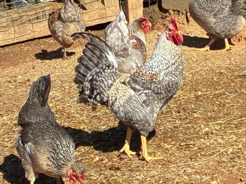 Crested Cream Legbar Hatching Eggs 10++