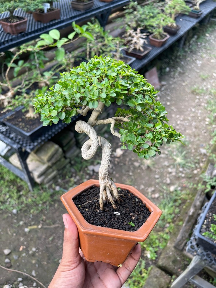 Premna Microphylla Living Bonsai Tree - Small Size