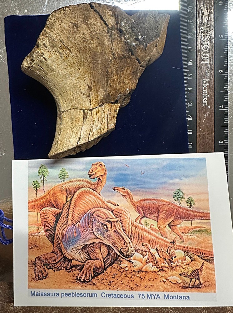 Genuine Hadrosaur dinosaur fossil