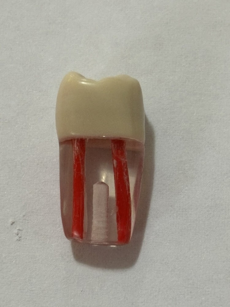 Endo Tooth #26 For ADC MODEL (3 Pack)