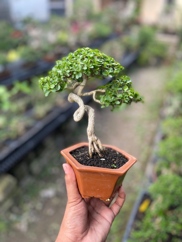 Premna Microphylla Living Bonsai Tree - Small Size