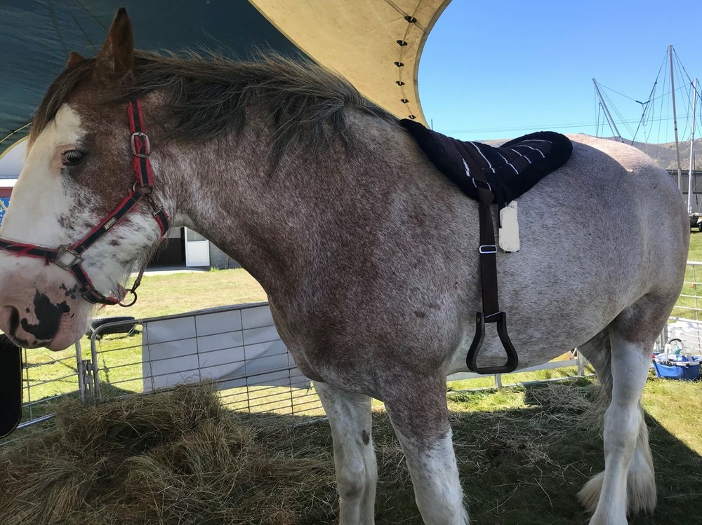 Bare Back Riding Pad with Removable Stirrups from Pet Lovers NZ (Hack Size)