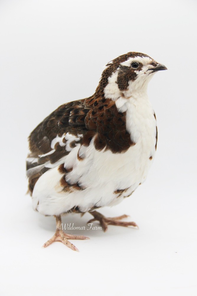 72 Coturnix Quail Hatching Eggs
