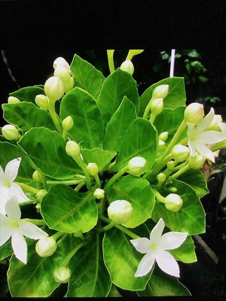 Brighamia rockii 2 Ft Hawaiian Alula – Secured Specimen