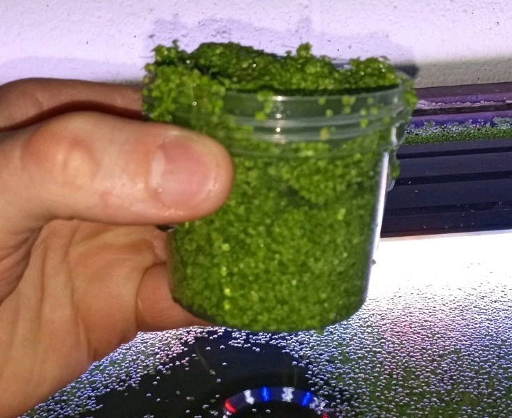 Duckweed - SNAIL FREE