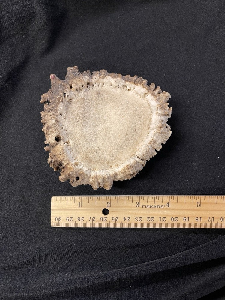 REAL NICE MEDIUM ELK BURR/ROSETTE/CROWN
