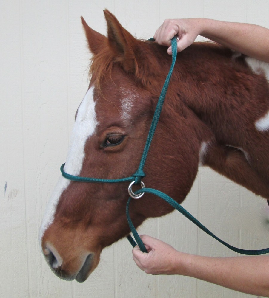 Halter All SMALL Yearling Calf, Mini Cow Endless Adjustable Breaking PATTERN USA