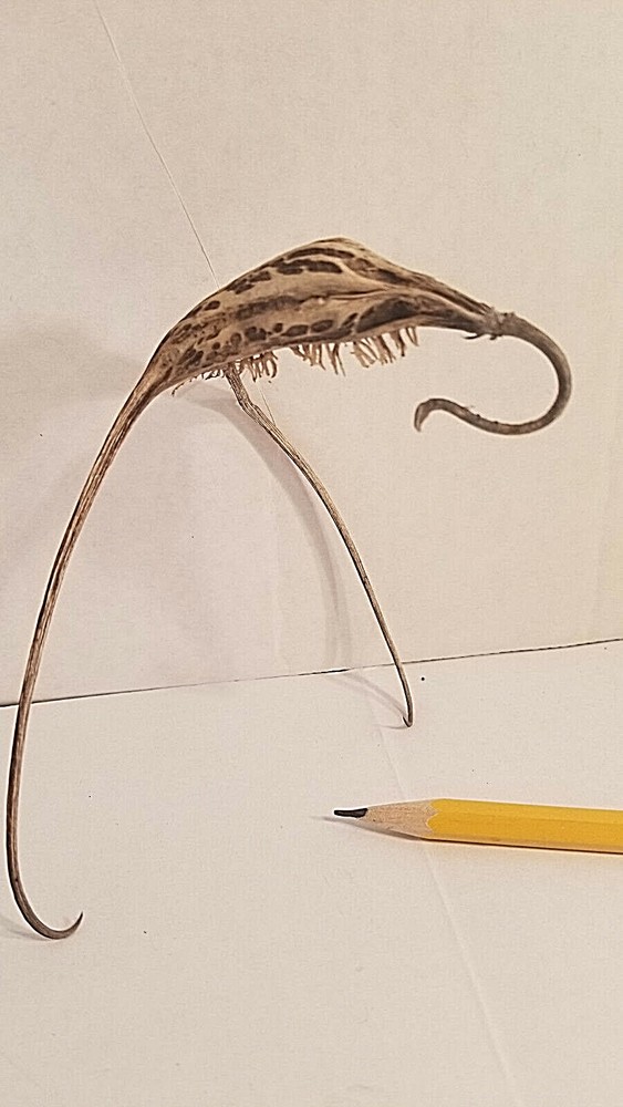 DEVIL CLAW DEVILS CLAW DEVIL'S CLAW DEVIL TALON SATANS CLAW SATANS TALON