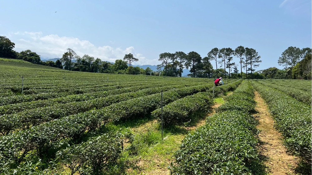New 徐耀良茶園 客家酸柑茶 300g