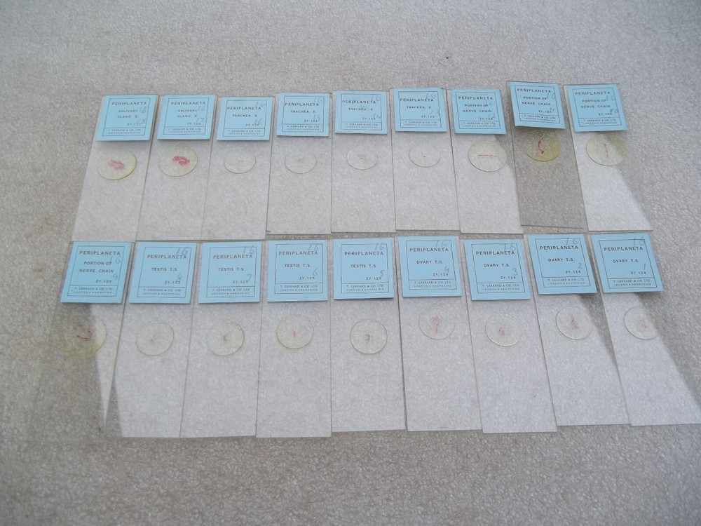 Vintage Glass Microscope Slides -