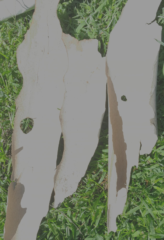 Sycamore Bark 8 ounce - $24