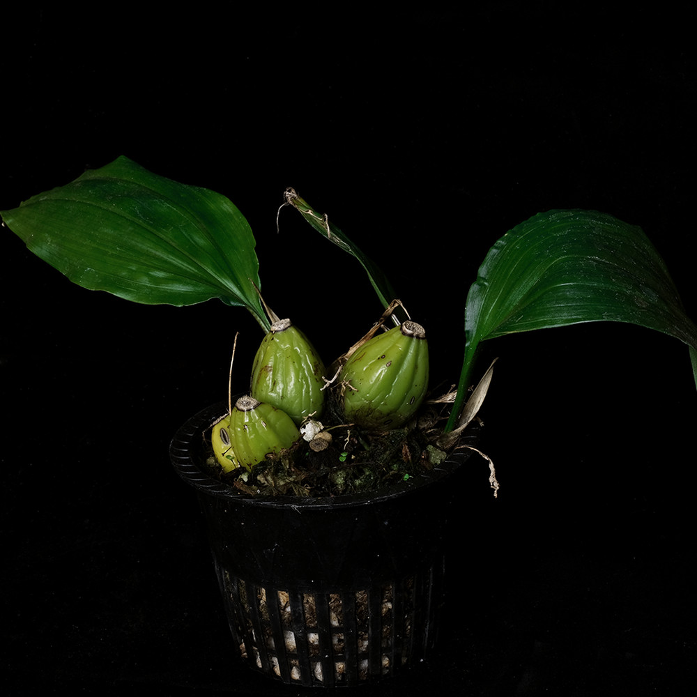 Stanhopea tigrina - 3.25" pot - Orchid