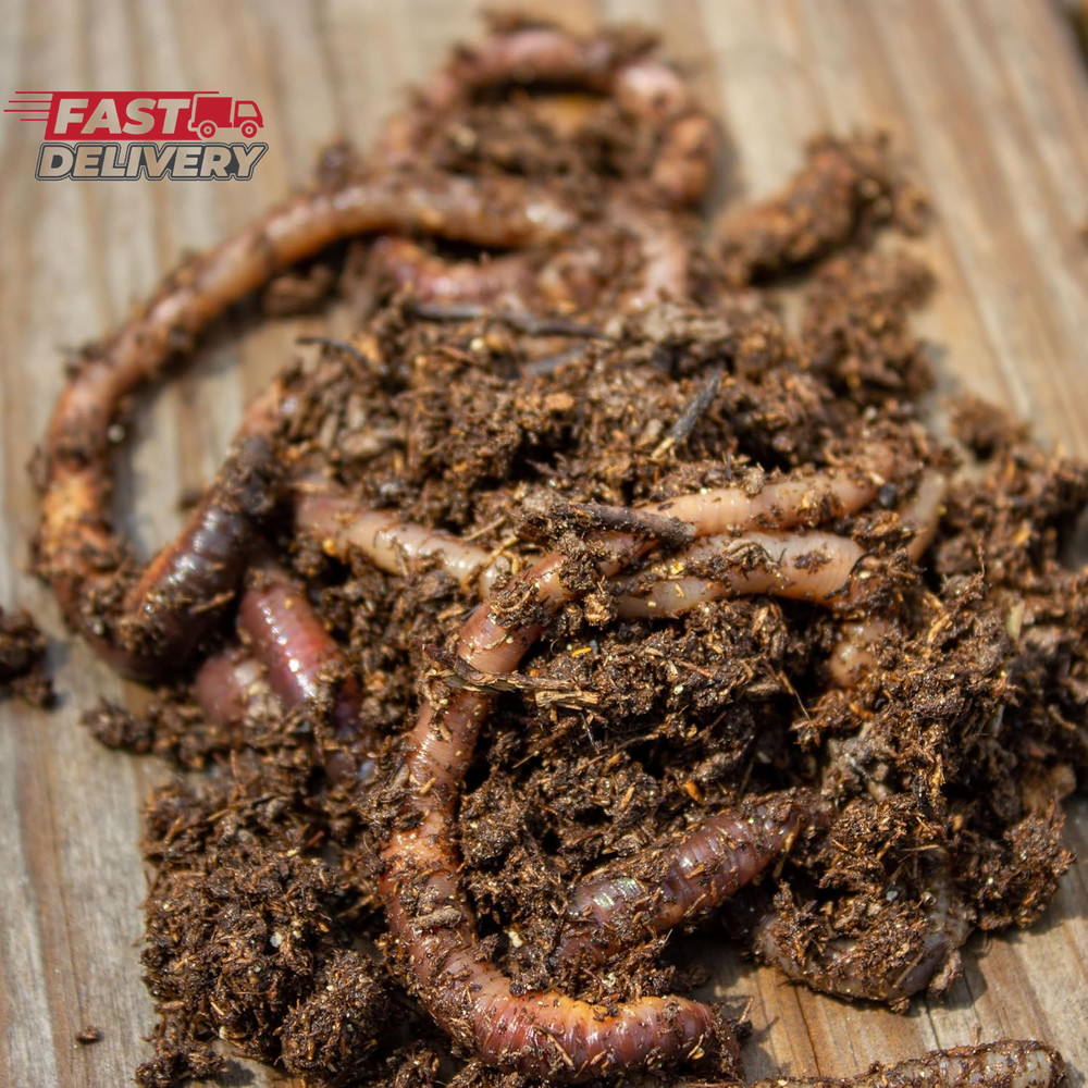 Magic Products Buss Worm Bedding, 5-Pound,Black