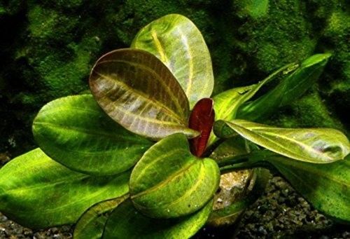 Amazon Sword Echinodorus (Red Pearl) Small