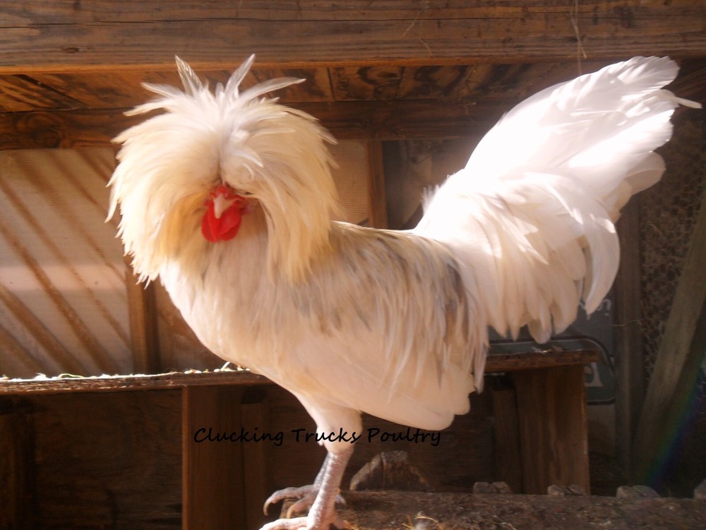 Polish Bantam Hatching Eggs 10+ Eggs