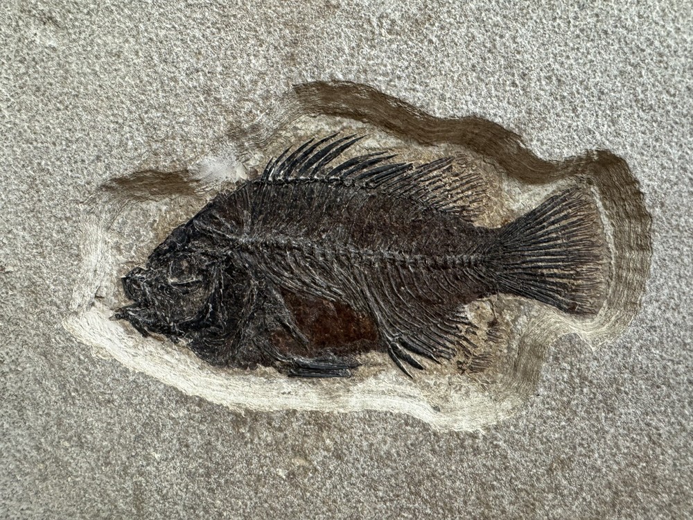 Outstanding 3 fish plate with Phareodus and 2 Priscacaras!