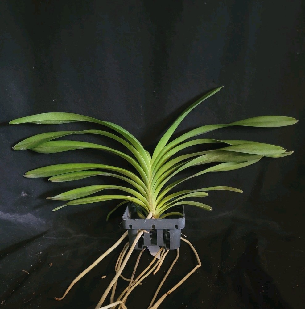 Vanda lombokensis