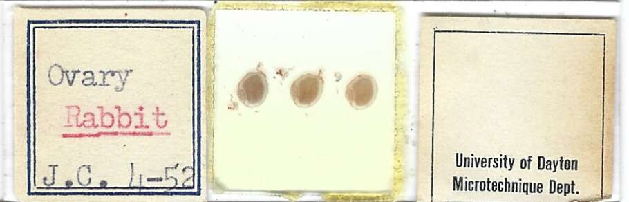 Rabbit Ovary Microscope Slide