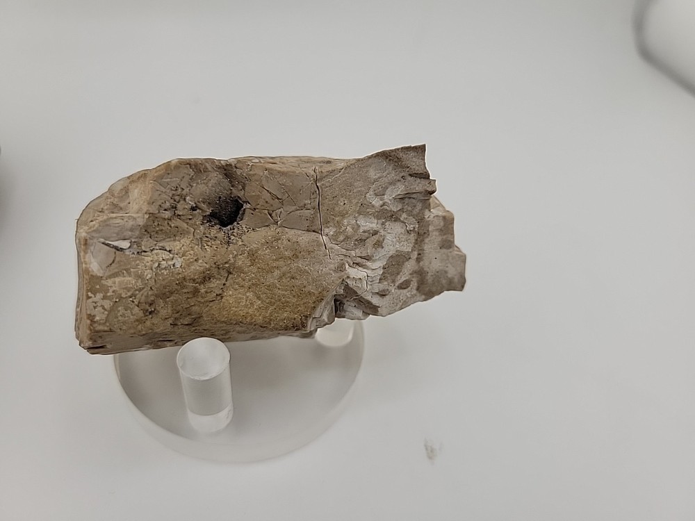 Egg Fossil Permineralized Compression Reptile Egg Fossil
