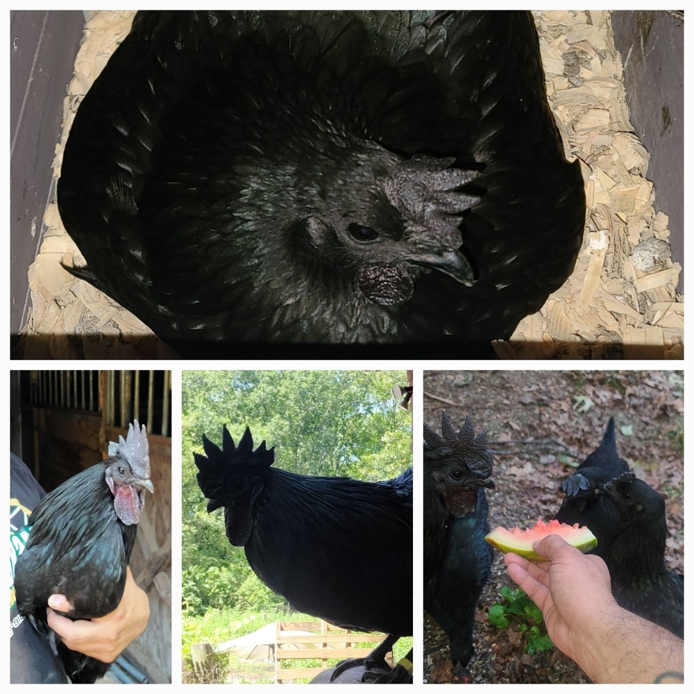 Ayam Cemani Hatching Eggs - ( 12 )