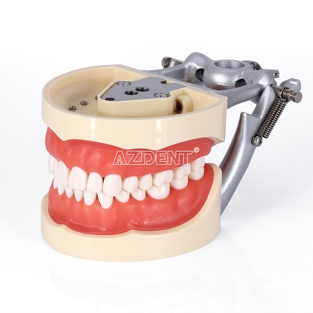 Tooth Modelo de tipodonto dental con dientes extraíbles