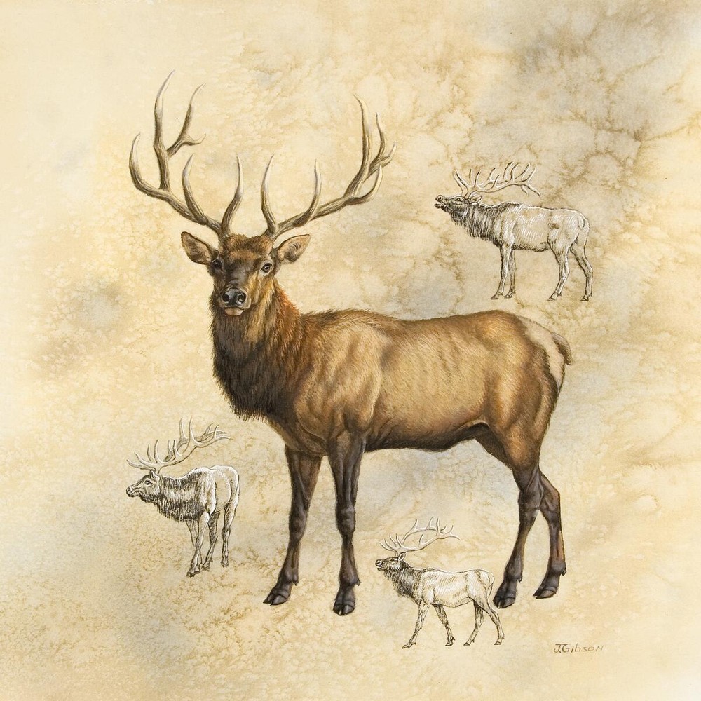 Ceramic Backsplash Tile Mural Deer Elk Kitchen/Bathroom - Elk - Judy Gibson