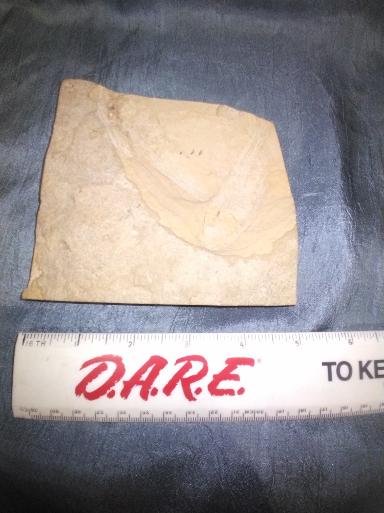 FOSSIL FISH DOUBLE PLATE